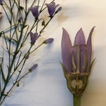 Bell flower. Glass Flowers, Harvard Museum of Natural History