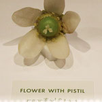 Peruvian pepper. Glass Flowers, Harvard Museum of Natural History