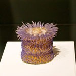 Sea Anemone. Sea Creatures in Glass, Harvard Museum of Natural History