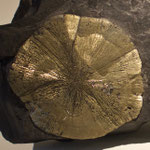 Detail of Pyrite from Illinois, Harvard Museum of Natural History