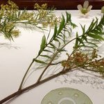 Peruvian pepper. Glass Flowers, Harvard Museum of Natural History