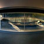 Kronosaurus, Harvard Museum of Natural History