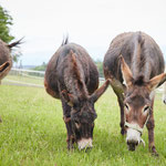 Immer mittendrin sind unsere Eselchen, OLI, BEAUTY & Old LAURA
