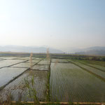 überall Reisfelder