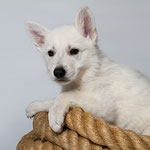 Legend of White Jar Jar Binks