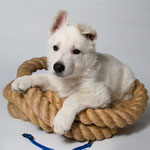 Legend of White Joker