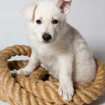 Legend of White Jolly Jumper