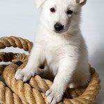 Legend of White Jesse James