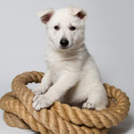 Legend of White Je t´time Chenoa