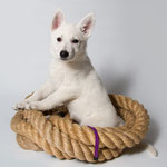 Legend of White Juna