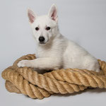 Legend of White Just for You