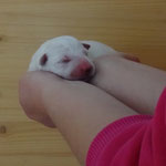 Legend of White J-Wurf