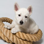 Legend of White July