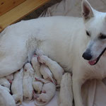 Legend of White J-Wurf