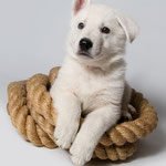 Legend of White Just Balu