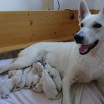 Legend of White J-Wurf