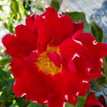 RED LADY RUFFLE