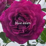 BLUE EDEN