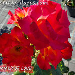 SUMMER OF LOVE