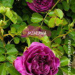 MINERVA