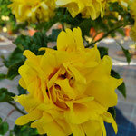 GOLDEN LADY RUFFLE