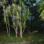 Orbs in our Lake Weyba Qld frontyard