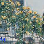 78121【花は 満載です.】 万煉（まれん）