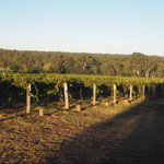 vignes attenantes à la cave, simple facade car la plupart de vignobles ne sont pas dans la région, plus au nord pour les rouges, plus au sud pour les blancs et mousseux