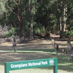 Les kangourous rencontrés dans cette région sont les kangourous gris de l'est, plus petit que les plus connues, les kangourous rouges