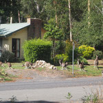 Le propriétaire de cette maison sera heureux à son retour, on a le droit de chasser les kangourous uniquement lorsqu'il sont dans notre propriété