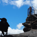 un corbeau devant le "pinnacle"