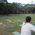 l'herbe du terrain de cricket est sûrement la meilleure vue le nombre de kangourous qui y viennent le soir