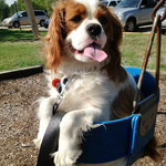 "Boulder" having fun at the park with his new mommie "Laurie"