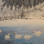 Schwäne im Winter