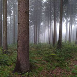 September: Forststeig (Sächsische Schweiz)