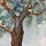 Olivenbaum, Aquarell