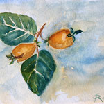 Quitten, Aquarell (2012)