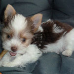 Nacho 10 weken oud en 850 gram. Hij is een mini Biro yorkshire terrier