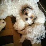 Biko 15 weken oud = Biewer yorkshire terrier