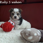 Ruby 5 weken oud = Biewer yorkshire terrier
