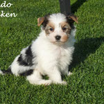 Nando 6 weken oud = Biewer yorkshire terrier