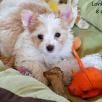 Lorka = Golddust yorkshire terrier