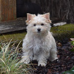 Indy 13 weken oud = Golddust yorkshire terrier