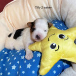 Tilly 2 weken oud = Biewer yorkshire terrier