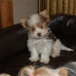 Nacho 14 weken oud en 1,1 kg . Mini Biro yorkshire terrier