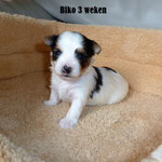 Biko 3 weken oud
