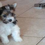 Tiny = Biewer yorkshire terrier