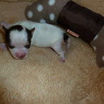 Maya 1 week oud = Biro yorkshire terrier
