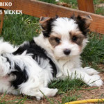 Biko 8 weken oud is het broertje van Tilly , Maurice , Onyx en Liesje