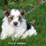 Yno = Biewer yorkshire terrier